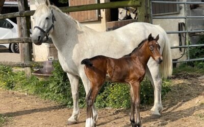 Encore un poulinage surprise pendant le CSIO de la Baule