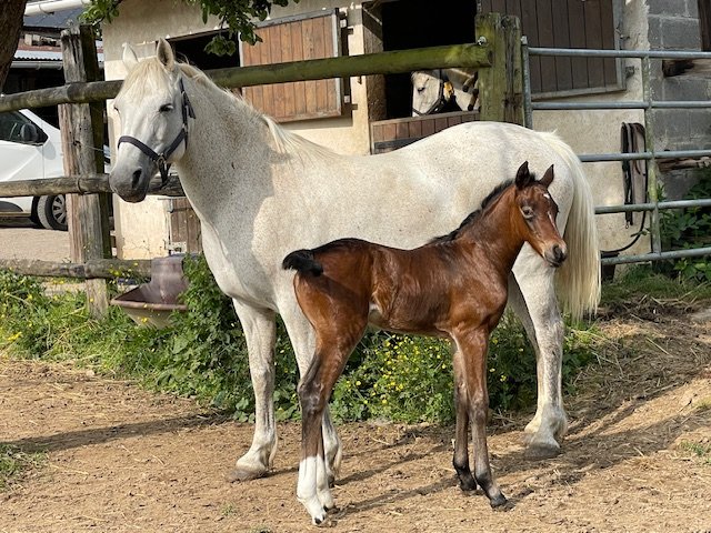 Encore un poulinage surprise pendant le CSIO de la Baule