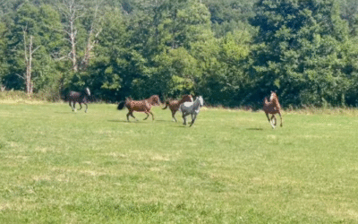 Mise à l&rsquo;herbe des 4 et 5 ans